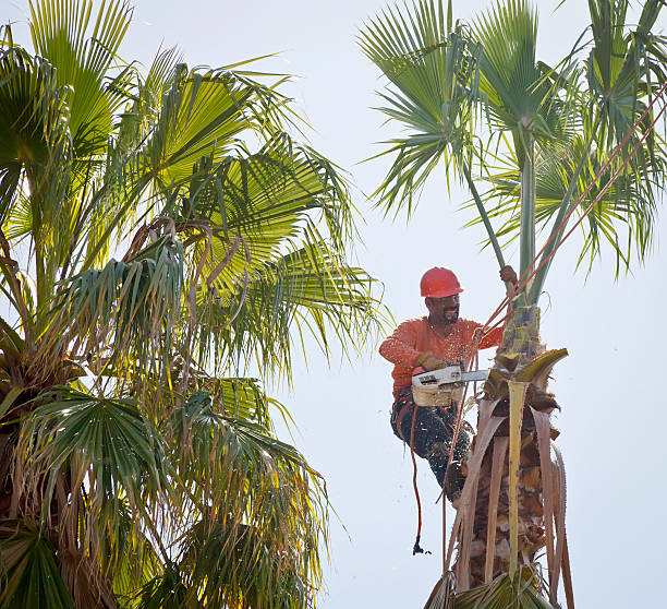 Best Tree Removal for Businesses  in Taft Mosswood, CA